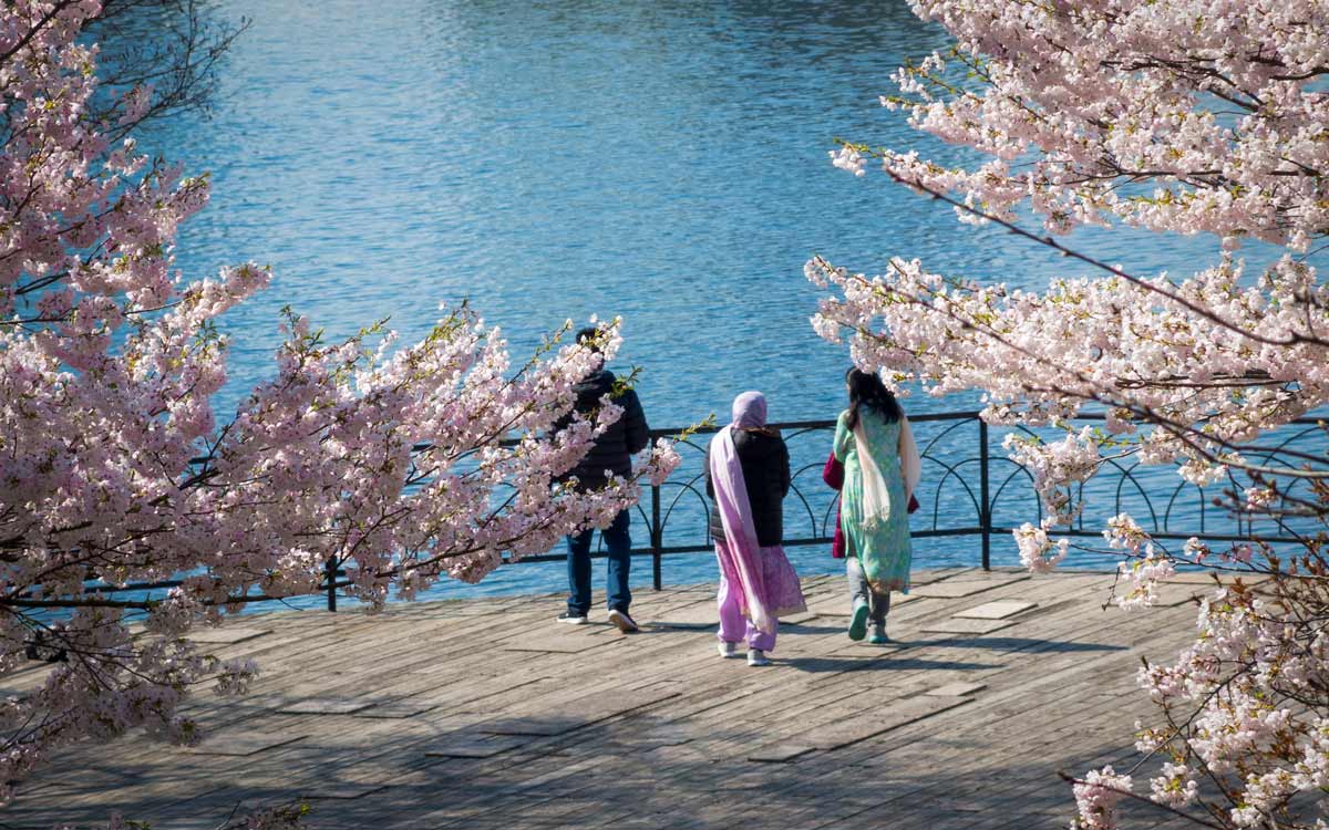 Cherry blossoms at High Park in Toronto Canada